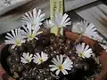 Conophytum pardicolor var.