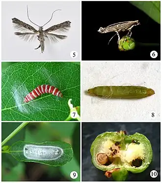 Description de l'image Conopomorpha flueggella.jpg.