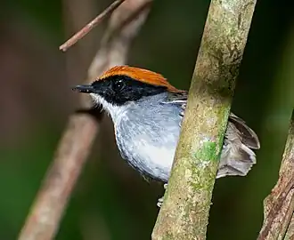 Description de cette image, également commentée ci-après