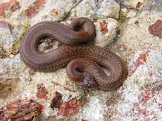 Description de l'image Conopsis biserialis 9529435.jpg.