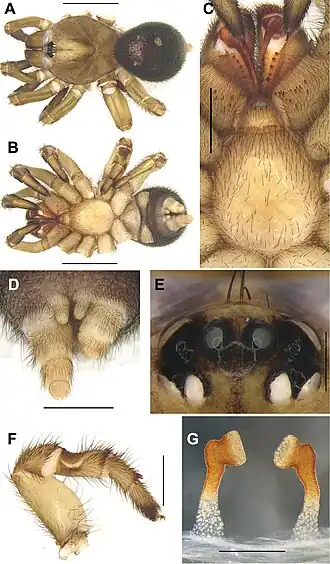 Description de l'image Conothele baoting (10.3897-zookeys.833.32736) Figure 7.jpg.