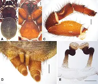 Description de l'image Conothele sidiechongensis (10.3897-zookeys.643.10543) Figure 3.jpg.