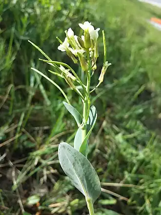 Description de cette image, également commentée ci-après