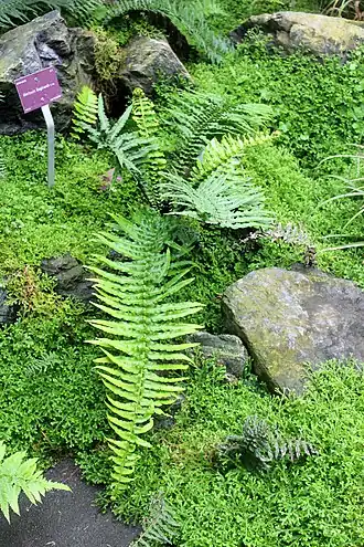 Description de cette image, également commentée ci-après