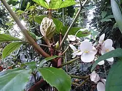 Détail de la floraison, spécimen cultivé