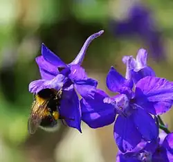 Fleur visitée par un bourdon.