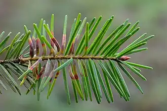 Variabilité des galles de Contarinia pseudotsugae sensu lato