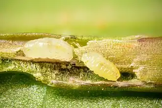 Larves de Contarinia pseudotsugae sensu lato dans une aiguille de douglas