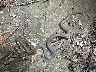 Description de l'image Contia longicaudae.jpg.