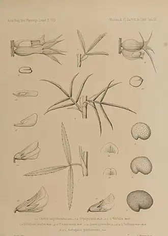 Description de l'image Contributions à la connaissance de la flore du nord-ouest de l'Afrique (Plate III) BHL21496952.jpg.