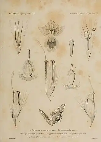 Description de l'image Contributions à la connaissance de la flore du nord-ouest de l'Afrique (Plate XII) BHL21497050.jpg.