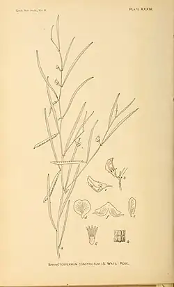Description de l'image Contributions from the U.S. National Herbarium (1906) (20660267756).jpg.
