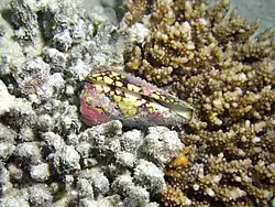Un cône (Conus sp., peut-être Conus bandanus)