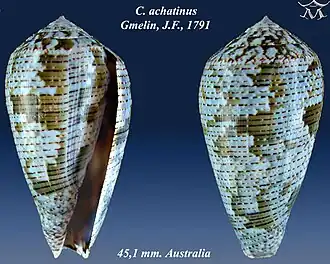 Description de l'image Conus achatinus 1.jpg.