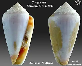 Description de l'image Conus algoensis 1.jpg.