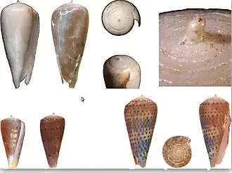 Description de l'image Conus anningae.jpg.