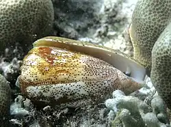 Spécimen vivant à La Réunion.