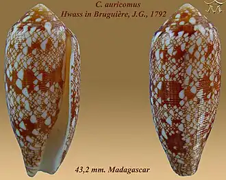Description de l'image Conus auricomus 1.jpg.