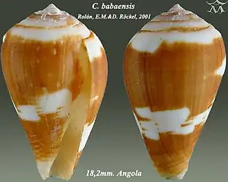 Description de l'image Conus babaensis 1.jpg.