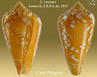Description de l'image Conus crocatus 1.jpg.