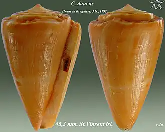 Description de l'image Conus daucus 1.jpg.