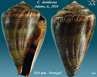 Description de l'image Conus desidiosus 1.jpg.