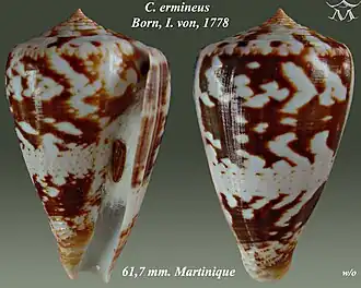 Description de l'image Conus ermineus 1.jpg.