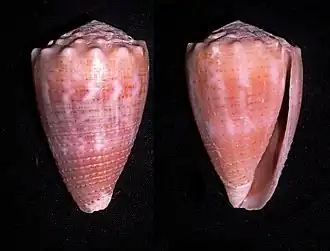 Description de l'image Conus fulgetrum.shell001.jpg.