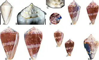 Description de l'image Conus garrisoni.jpg.