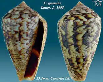Description de l'image Conus guanche 1.jpg.