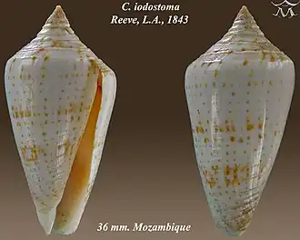 Description de l'image Conus iodostoma 1.jpg.
