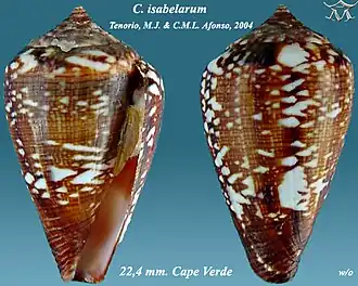 Description de l'image Conus isabelarum 1.jpg.