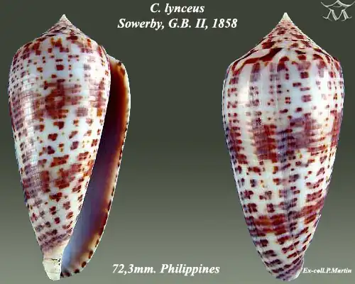 Conus lynceus Sowerby, G.B. II, 1858.