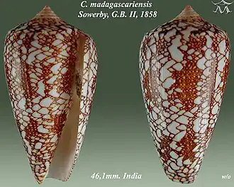 Description de l'image Conus madagascariensis 1.jpg.