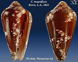 Conus magnificus