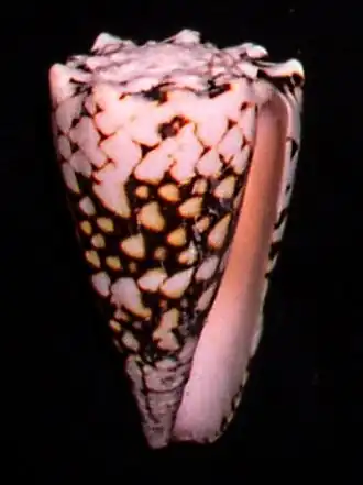 Description de l'image Conus marmoreus f vidua.shell001.jpg.