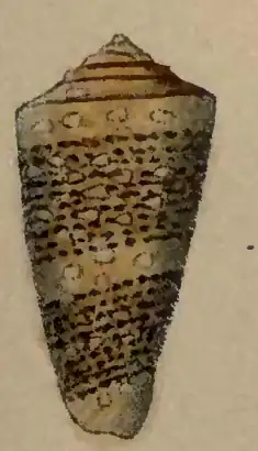 Description de l'image Conus nobilis victor 001.png.