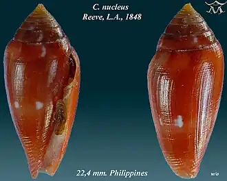 Description de l'image Conus nucleus 2.jpg.