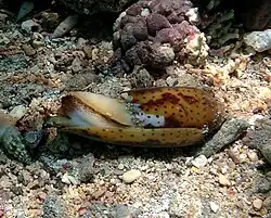 Spécimen vivant à La Réunion.