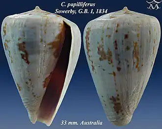 Description de l'image Conus papilliferus 1.jpg.