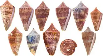 Description de l'image Conus planiliratus.jpg.