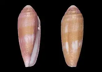 Description de l'image Conus pomareae 001.jpg.