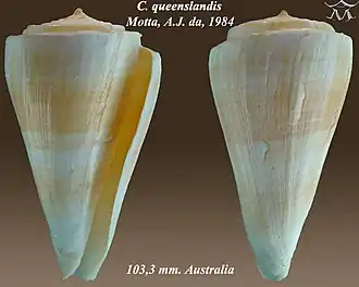 Description de l'image Conus queenslandis.jpg.