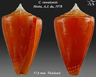 Description de l'image Conus rawaiensis 1.jpg.