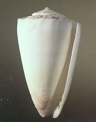 Description de l'image Conus reductaspiralis 001.jpg.