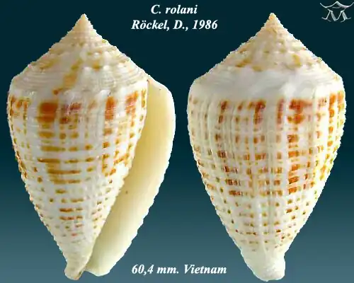 Conus rolani Röckel, D., 1986