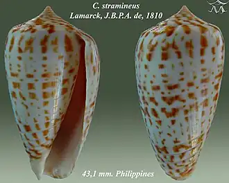 Description de l'image Conus stramineus 2.jpg.