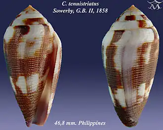 Description de l'image Conus tenuistriatus 1.jpg.