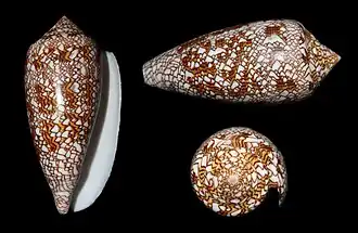 Conus textile