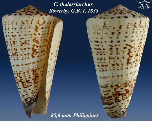 Conus thalassiarchus Sowerby, G.B. I, 1833.
